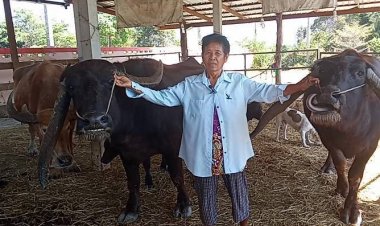 ชีวิตขัดสน!ยายประกาศขายควายเขาแปลกแถมลูก 2 ตัวนำเงินเลี้ยงสามี-ลูกพิการ