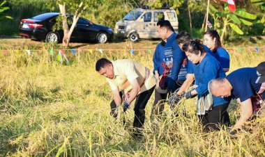 ผู้ว่าฯชลบุรีนำเกี่ยวข้าวอนุรักษ์ภูมิปัญญาอาชีพทำนาให้อยู่คู่ท้องถิ่น
