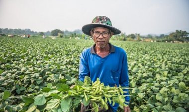 “ต้นถั่วแระญี่ปุ่น”พืชเศรษฐกิจอนาคตไกล ตลาดทั้งในและต่างประเทศรับซื้อไม่อั้น