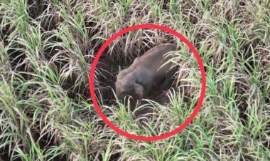 ช้างป่าอ่างฤาไนลงเขายืนตากแดดฟาดเรียบไร่มัน-อ้อยแก้หนาว