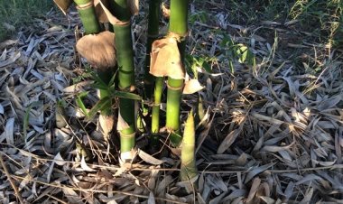 เปิดเคล็ด(ไม)ลับ'สูตรจากชาวสวน' เทคนิคการกระตุ้นหน่อไม้ ให้ออกนอกฤดู