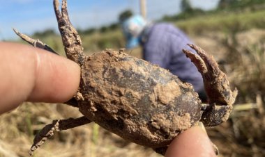 เริ่มแล้ว!ฤดูกาลขุดปูนา ชาวบ้านโคราช ใช้เวลาว่างขุดปูนาขายรายได้ดี