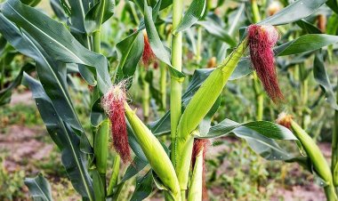 “ข้าวโพดฝักอ่อน”ปลูกง่าย ขายคล่อง อาชีพมั่นคง รายได้งาม