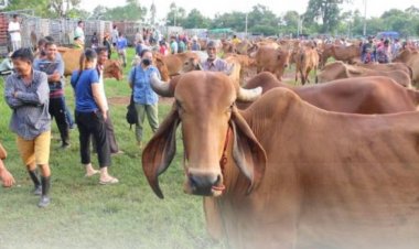 ไทย-จีน กระชับความสัมพันธ์ด้านปศุสัตว์ พร้อมผลักดันส่งออกโค