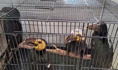 ตำรวจบุกจับกุมขบวนการค้าสัตว์ป่าข้ามชาติยึดของกลางกว่า 200 ตัว