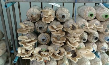 เห็ดเศรษฐกิจ“เป๋าฮื้อ”ผู้บริโภคนิยม-ตลาดต้องการสูง
