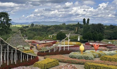 สุดอลังการ!ทุ่งดอกไม้วังน้ำเขียวบานสะพรั่งต้อนรับนทท.โต้ลมหนาว