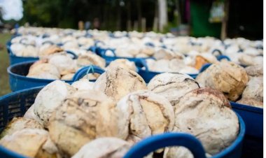 การลักลอบนำเข้าสินค้าเกษตร...ปัญหาเรื้อรังที่ยังไม่ได้แก้