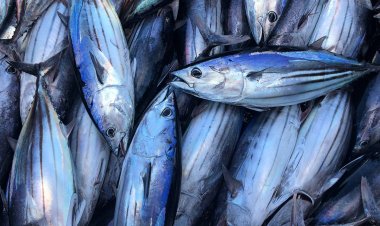 แนวโน้มอุตสาหกรรมทูน่า ปี 2025 สดใส กลุ่มตะวันออกกลางหนุนตลาดโต