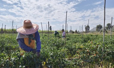 เกษตรกรปลูกพริกสดหันมาตากแห้งเก็บไว้ขาย หลังราคาตกต่ำเหลือกก.ละ 20 บาท