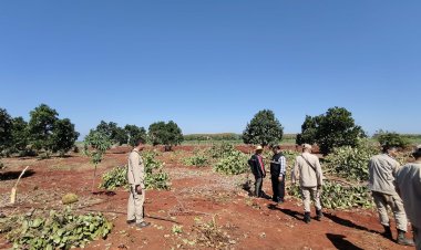 โขลงช้างป่าทับลานยกทัพบุกโค่นขนุนและไร่มันสำปะหลังเสียหายยับ