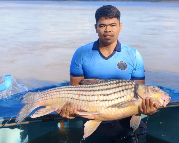 เร่งขยายสายพันธุ์ปลายี่สกอนุรักษ์-ฟื้นฟูพันธุ์ปลาไทยให้ยั่งยืน