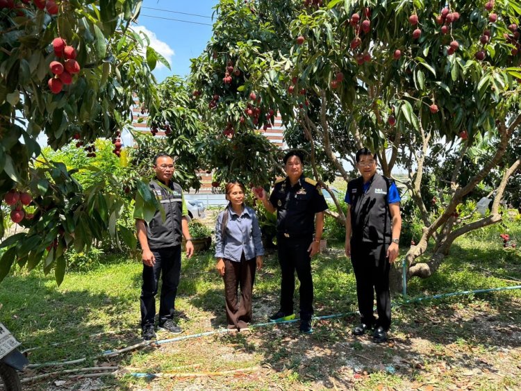 กรมวิชาการเกษตร ขยายผล“ลิ้นจี่ นครพนม 1 โมเดลต้นแบบงานวิจัย สู่สินค้าเกษตร GI”