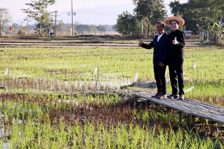 จัดใหญ่! นำเทคโนโลยีลดต้นทุนการผลิตข้าว