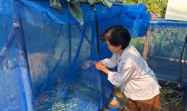 อาชีพเสริมทำเงินเลี้ยง 'ตั๊กแตนปาทังก้า' ขายกิโลกรัมละ 400 บาท