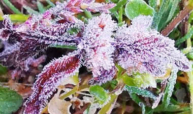 เหมยขาบขาวโพลน์บนยอดดอยอินทนนท์อุณหภูมิเหลือ 0 องศา