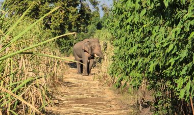 ช้างป่าเขาอ่างฤาไนคลั่งไล่ทำร้ายคนงานตัดอ้อยรอดตายหวุดหวิด