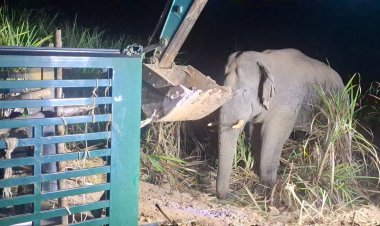 ระดมกำลังล้อมจับช้างคืนป่าเขาอ่างฤาไนหลังไล่ทำร้ายคนตัดอ้อย