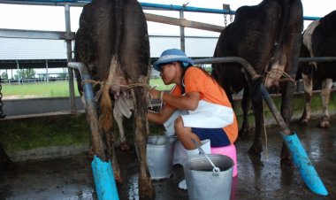 เปิดรับสมัครทุนเรียนฟรีแก่ทายาทสหกรณ์ มุ่งสานต่ออาชีพพระราชทาน “เลี้ยงโคนม”