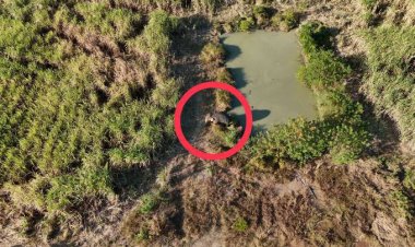 พบแล้ว!สีดอโหนกถูกรถชนเจ็บสาหัสนอนซมอยู่ในป่าอ้อย