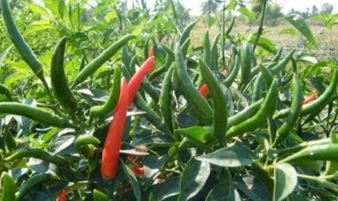 พริกจินดา พืชเศรษฐกิจ ปลูกได้ตลอดทั้งปี 90 วันเก็บขาย