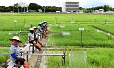 ทำนาเปียกสลับแห้ง! ไทยผลิตข้าวคาร์บอนต่ำ ได้กว่า 10 ล้านไร่