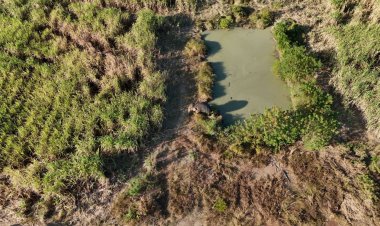 ช้างป่าสีดอโหนก(สิบล้อ)ถูกรถชนเจ็บสาหัสหนีทีมสัตวแพทย์ฉีดยาให้