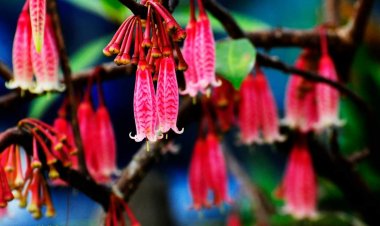 'ดอกประทัดดอย' บานสะพรั่งบนดอยภาคเหนือรอรับนักท่องเที่ยว