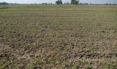 บูรณาการการผลิตเมล็ดพันธุ์พืชตระกูลถั่วแบบครบวงจร