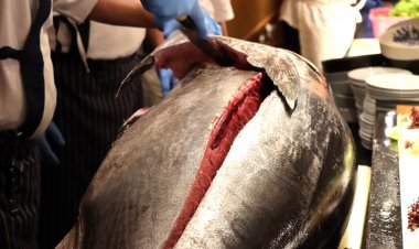 ชมโชว์แล่ปลาทูน่าบลูฟิน ที่ดิเอมเมอรัลด์ ค็อฟฟี่ช็อพ