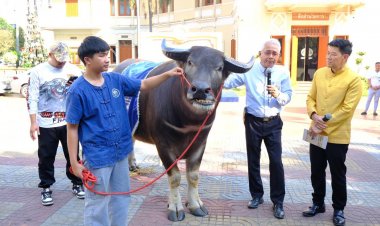 กรมปศุสัตว์จัดประกวดกระบือปลักไทยชิงถ้วยพระราชทาน พระบาทสมเด็จพระเจ้าอยู่หัว
