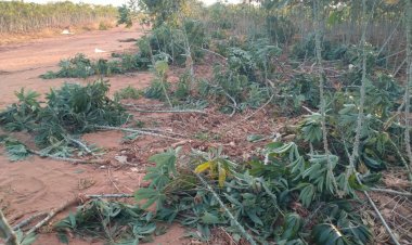 โขลงช้างป่ายกโขยงบุกกินทำลายพืชไร่เสียหายหนักรอบ 10 ปี