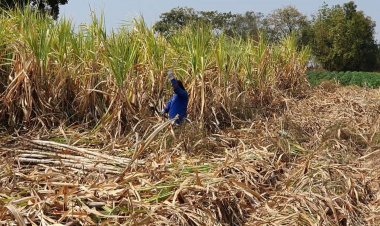 อีสานตอนบนแล้ง กระทบชาวไร่อ้อย น้ำหนักเบา ไม่ได้ราคาตามที่ต้องการ