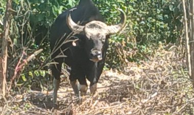 จนท.ช่วยกระทิงป่าทับลานตาบอดติดบ่วงป่ายูคาลิปตัสที่อำเภอนาดีดูแลในเขตอุทยานฯ