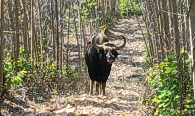 กระทิงตาบอดดุไล่ขวิดนักข่าว-จนท.อุทยานฯทับลานวิ่งหนีตายวุ่น