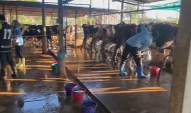 แปลงใหญ่โคนมโคราช โอดขาดเงินหมุนเวียน วอนพักหนี้ ขยายเกณฑ์สินเชื่อ