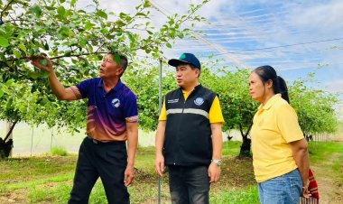 ‘พุทรานม’กาฬสินธุ์ พืชเศรษฐกิจสร้างรายได้ ยกระดับสู่สินค้าเกษตรมูลค่าสูง