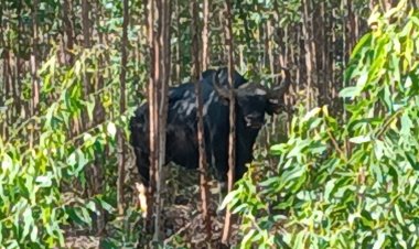 ชาวบ้านเมืองปราจีนฯวอนหมอช่วยรักษากระทิงตาบอด 2 สองข้าง