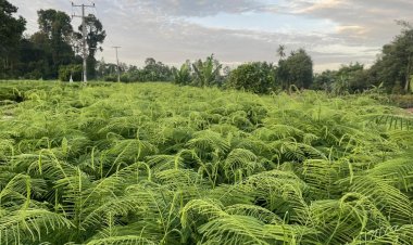 พืชเศรษฐกิจ "ชะอม"ปลูกครั้งเดียว เก็บเกี่ยวผลผลิตทั้งปี