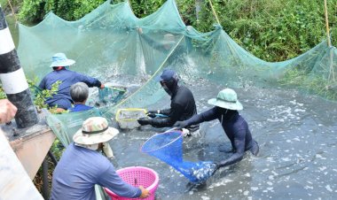 ปลาหมอคางดำ เมนูอาหารหลากหลายต้องเร่งพัฒนา อย่ามัวแต่เดินจงกลมหาคนผิด