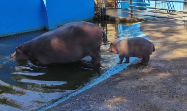 ศรีสะเกษจัดวันเกิดน้องหอมแดงลูกฮิปโปฯแคระครบ3เดือนแฟนคลับอวยพรคึกคัก