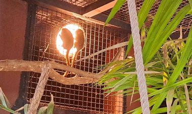 สวนสัตว์โคราชงัดสารพัดวิธีคลายหนาวให้สัตว์หลังอุณหภูมิลดวูบ