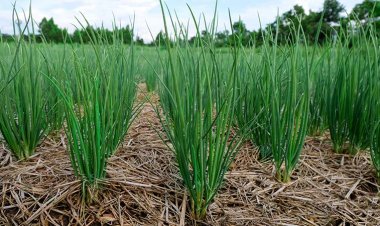 5 ผักสมุนไพร ที่ปลูกง่ายในหน้าหนาว มือใหม่ก็ปลูกได้