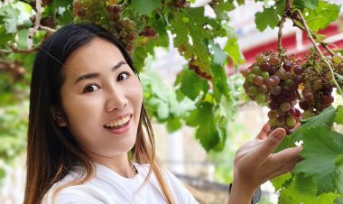 ไร่องุ่นวังน้ำเขียวเปิดรับนทท.โต้ลมหนาว เก็บองุ่นสดชมมินิคอนเสิร์ต กระตุ้นเศรษฐกิจชุมชน