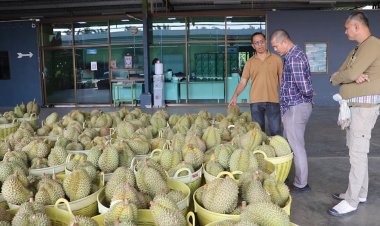 ตรุษจีน!ผู้ประกอบการ-ชาวสวนกระอักเลือด ทุเรียนส่งออกจีนไม่ได้ เสียหายพันล้านบาท
