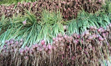 รัฐบาลคุยโวมาตรการผู้ปลูกพบผู้รับซื้อดัน "หอมแดง"ราคาพุ่งกระฉูด 72,000 บาทต่อไร่