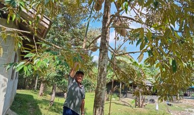 ทะลักจองซื้อ "ทุเรียนหลงฤดู"ราคากก.ละ 200 บาทหมดเกลี้ยงสวน