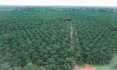 "เพชรศรีวิชัย"เปิดแผนปี68 ปักธงรายได้น้ำมันปาล์ม 3หมื่นล. ลุยขยายการผลิต