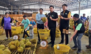 ข่าวดี! จีนอนุมัติส่งออกทุเรียนไทยแล้ว มั่นใจยังครองเบอร์ 1 ของโลก