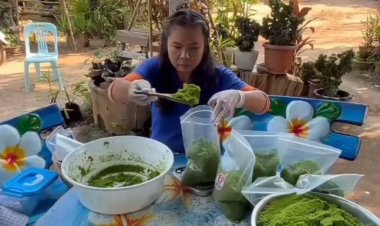 สาวอุทัยธานีเลี้ยงไข่ผำพืชน้ำล้ำค่า ขาย 1 โล 50-100 บาท สร้างรายได้งาม